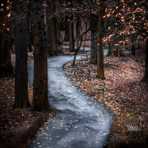 pathway-through-trees
