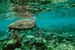 turtle-underwater