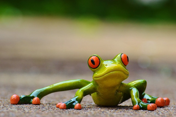 cute-frog