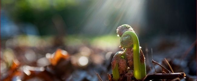 emerging fern