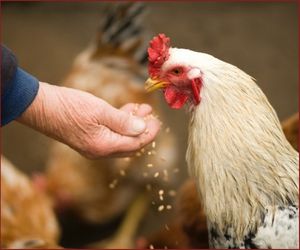 feeding chicken from hand
