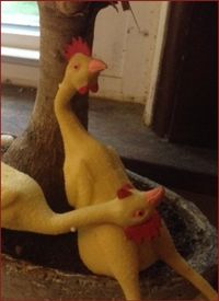 rubber chickens hanging out